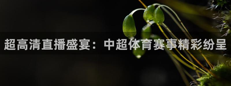 24直播篮球网
